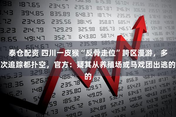 泰仓配资 四川一皮猴“反骨走位”跨区漫游，多次追踪都扑空，官方：疑其从养殖场或马戏团出逃的